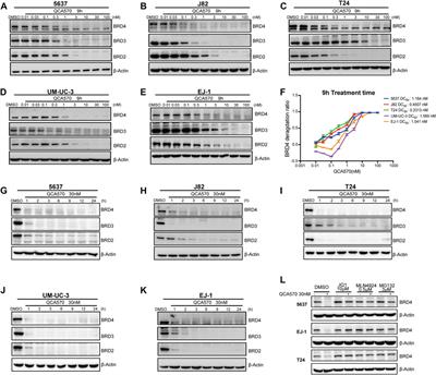 Lethal activity of BRD4 PROTAC degrader QCA570 against bladder cancer cells